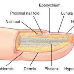 Module ´educatie Anatomie van de nagels´.